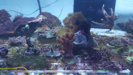 Pet Store «Fish Aquariums & Stuff», reviews and photos, 6112 W Fairview Ave, Boise, ID 83704, USA