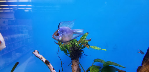 Pet Supply Store «Petco Animal Supplies», reviews and photos, 415 E University Dr, Granger, IN 46530, USA