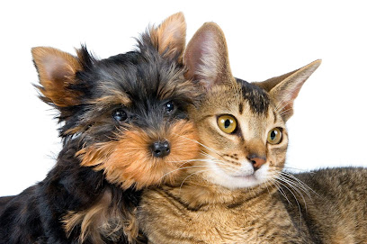 The Cat's Meow 'In Your Home” Pet Sitting Services & Home Checks
