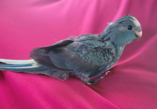 Shaliquinn's Schematics