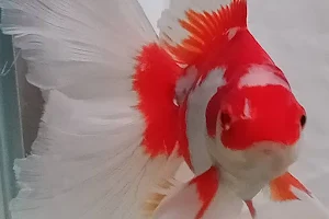 WibisonoGoldfish Ikan koki image