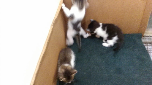 Pet Supply Store «Pure Paradise Pets», reviews and photos, 39 Putnam Pike, Johnston, RI 02919, USA