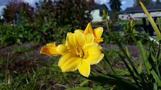 Park «Pacific Park», reviews and photos, 2163 Shadylane Dr, Springfield, OR 97478, USA