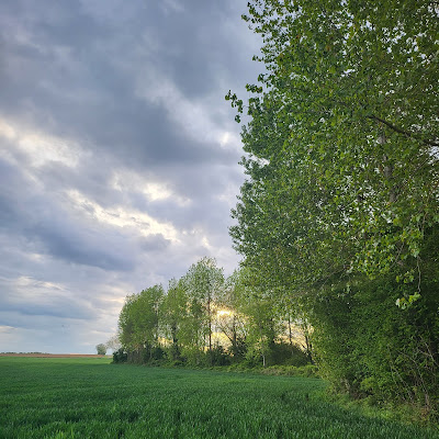 Le vieux Chêne à Muirancourt