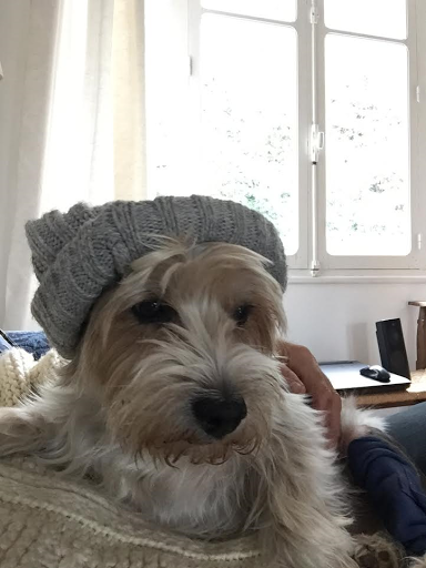 Veterinary practice Andrea Reinhardt Bad Soden unter Bad Soden, 