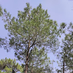 Photo n° 1 de l'avis de Milhord.i fait le 14/03/2021 à 05:46 pour Forêt de Chiberta à Anglet