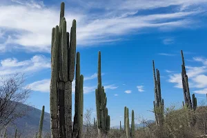 Helia Bravo Hollis Botanical Garden image