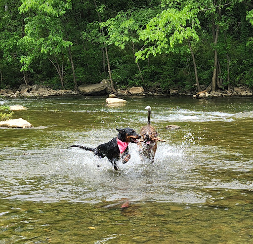 Dog Park «Murfreesboro Bark Park», reviews and photos, 1540 W College St, Murfreesboro, TN 37130, USA