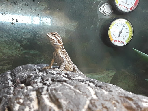 Pet Supply Store «Petco Animal Supplies», reviews and photos, 3636 Harrison Ave b, Butte, MT 59701, USA