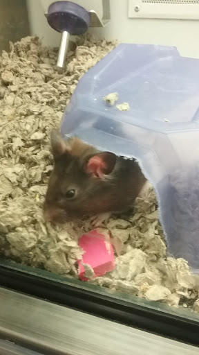 Pet Supply Store «Petco Animal Supplies», reviews and photos, 129 Mall Way, Marysville, WA 98270, USA