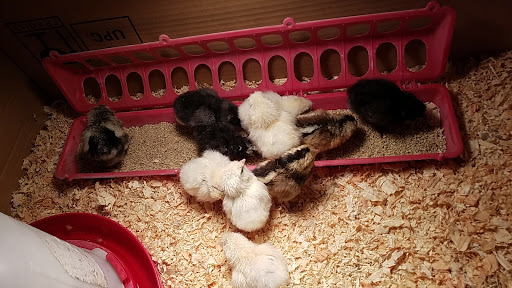 Home Improvement Store «Tractor Supply Co.», reviews and photos, 14879 Mono Way, Sonora, CA 95370, USA