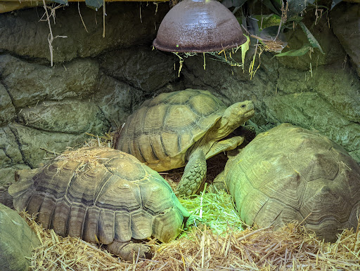 Zoo «The Reptile Zoo», reviews and photos, 18818 Brookhurst St, Fountain Valley, CA 92708, USA