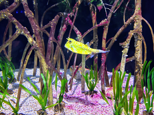 Aquarium «Toledo Zoo Aquarium», reviews and photos, 2700 Broadway St, Toledo, OH 43609, USA