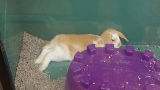 Pet Store «Pet Depot», reviews and photos, 10008 Memorial Pkwy SW, Huntsville, AL 35803, USA