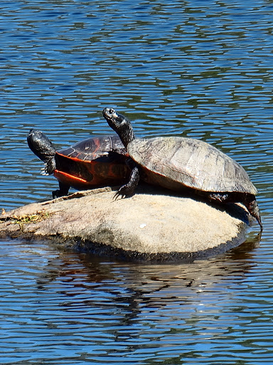 State Park «Bellevue State Park», reviews and photos, 800 Carr Rd, Wilmington, DE 19809, USA