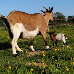 Photo n° 1 de l'avis de jean-pierre.o fait le 29/05/2020 à 16:46 pour Parc naturel régional des Marais du Cotentin et du Bessin - Maison du Parc à Carentan-les-Marais