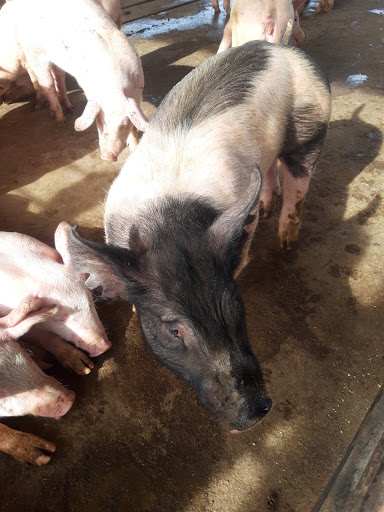 Meat Wholesaler «Lizze Custom Processing», reviews and photos, 7310 Pine Ave, Chino, CA 91708, USA