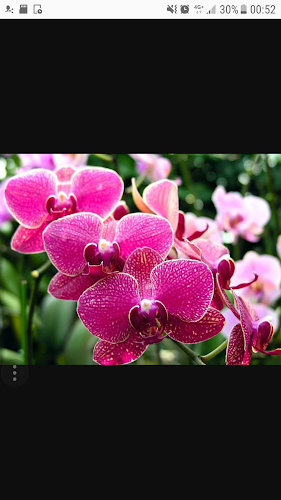 Estetica Orchidea Salone