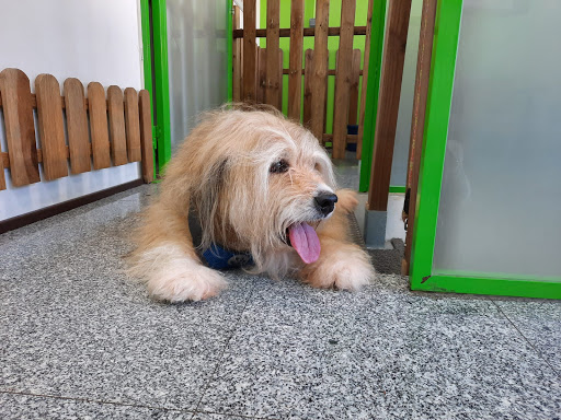 Animal Solución 🐕 Guardería Canina Madrid