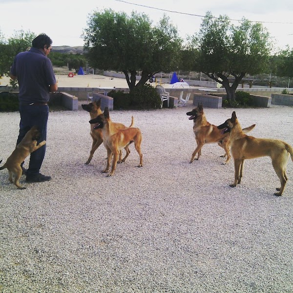 SeguraCan Centro Canino