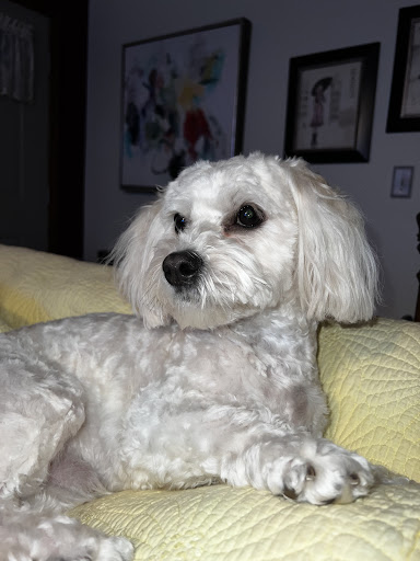 Pet Supply Store «PetSmart», reviews and photos, 265 Chelmsford St, Chelmsford, MA 01824, USA