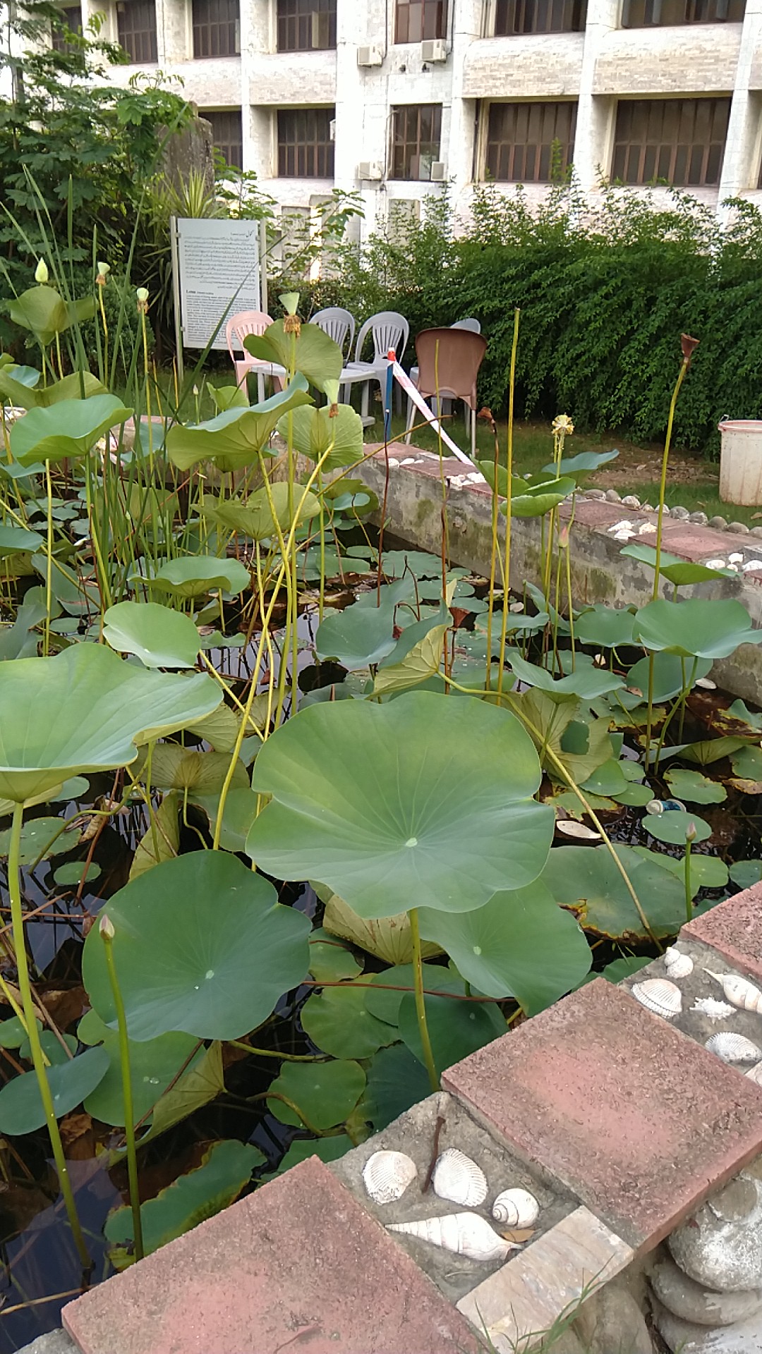 Lotus mini lake