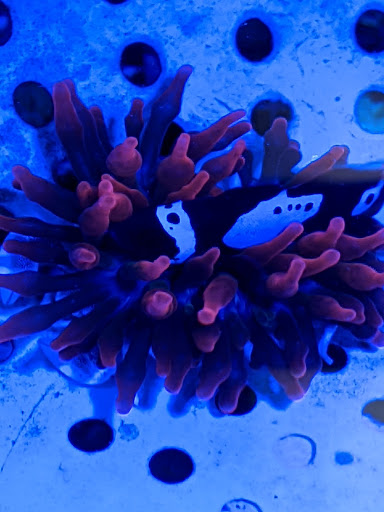 Pet Supply Store «Sea Level Aquarium», reviews and photos, 28 US-46, Pine Brook, NJ 07058, USA