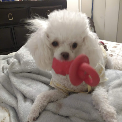 Pet Supply Store «PetSmart», reviews and photos, 10164 Colerain Ave, Cincinnati, OH 45251, USA