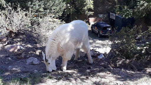 Mining Company «Phoenix Gold Mine», reviews and photos, 800 Trail Creek Rd, Idaho Springs, CO 80452, USA