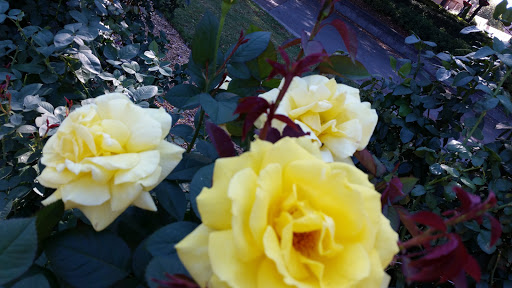 Historical Place «Martin Luther King Jr. National Historic Site», reviews and photos, 450 Auburn Ave NE, Atlanta, GA 30312, USA