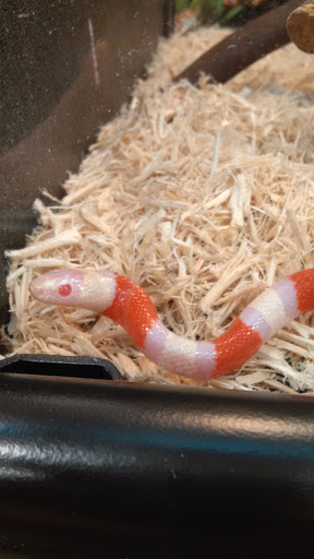 Pet Supply Store «PetSmart», reviews and photos, 482 Stillwater Ave Ste 2A, Bangor, ME 04401, USA