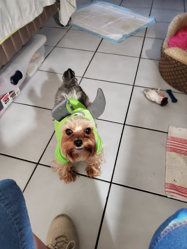 Pet Supply Store «Pet Supplies Plus», reviews and photos, 800 Linton Blvd, Delray Beach, FL 33444, USA