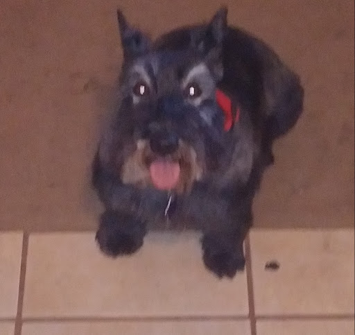 Pet Supply Store «PetSmart», reviews and photos, 3601 Rib Mountain Dr, Wausau, WI 54401, USA