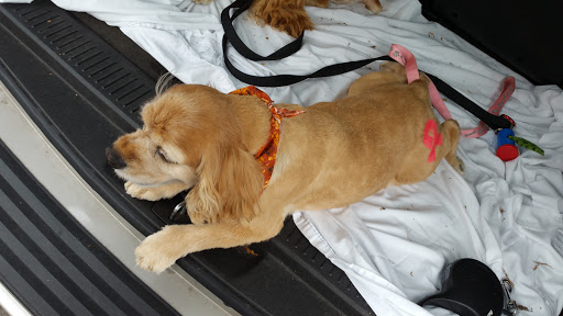 Pet Supply Store «PetSmart», reviews and photos, 5005 S 74th St, Greenfield, WI 53220, USA