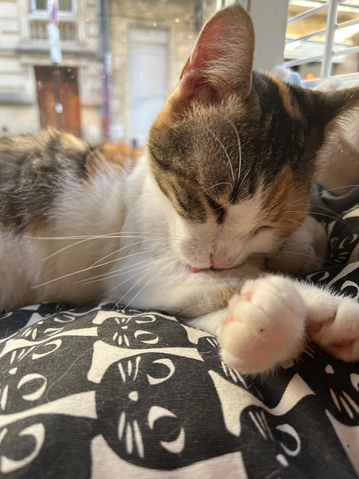Photo n° 3 de l'avis de Molly.i fait le 18/11/2022 à 13:51