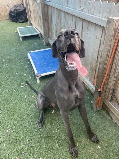 Pet Store «Bark Life Market», reviews and photos, 11220 Park Blvd N, Seminole, FL 33772, USA