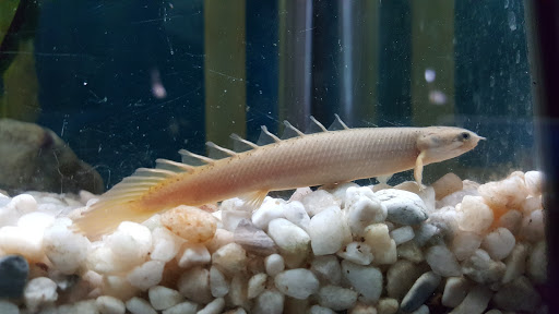 Tropical Fish Store «Two Turtles Pet Center», reviews and photos, 760 W Market St, Akron, OH 44303, USA