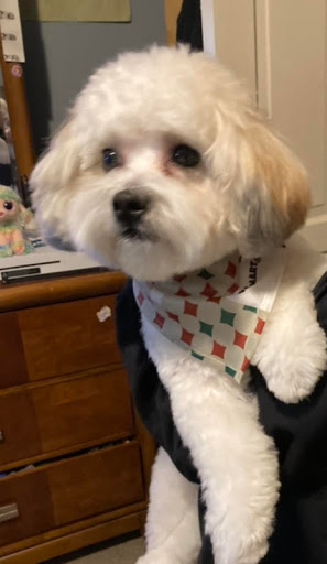 Pet Supply Store «PetSmart», reviews and photos, 1700 Fruitville Pike, Lancaster, PA 17601, USA