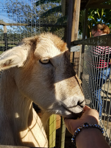 Museum «Laurel Valley Village Store», reviews and photos, 595 LA-308, Thibodaux, LA 70301, USA