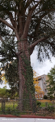 Résidence Séquoia à Néris-les-Bains