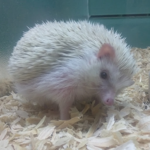 Pet Store «Lake City Pets and Supplies & Grooming», reviews and photos, 1101 US-90, Lake City, FL 32055, USA