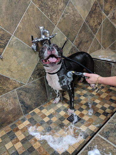 Pet Valu, 38661 Sussex Hwy, Delmar, DE 19940, USA, 