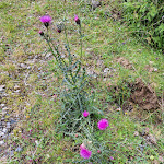 Photo n°2 de l'avis de Umo1960.a fait le 10/07/2023 à 18:59 sur le  Ulfas Alm à Ulfas