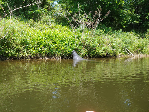 Outdoor Sports Store «Paddling Paradise», reviews and photos, 729 N Harbor City Blvd, Melbourne, FL 32935, USA