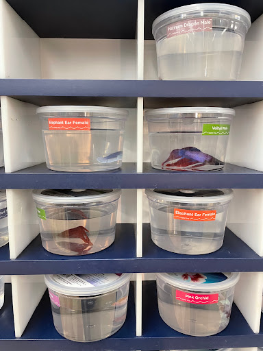 Pet Supply Store «Petco Animal Supplies», reviews and photos, 2635 Bell Rd, Auburn, CA 95603, USA