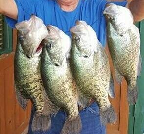 Resort «Mansard Island Resort & Marina», reviews and photos, 60 Mansard Island Dr, Springville, TN 38256, USA