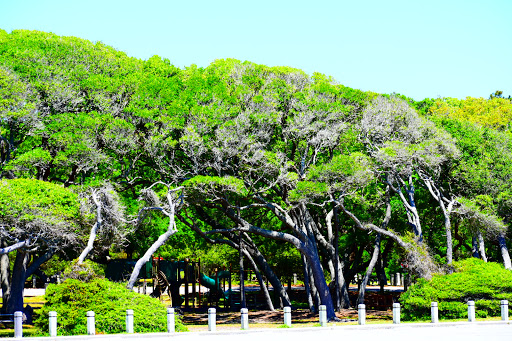 State Park «Myrtle Beach State Park», reviews and photos, 4401 S Kings Hwy, Myrtle Beach, SC 29575, USA