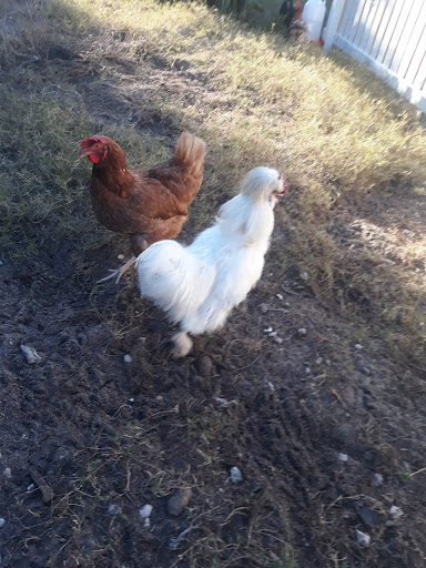 Pet Supply Store «Petco Animal Supplies», reviews and photos, 1704 US Hwy 27 S, Sebring, FL 33870, USA