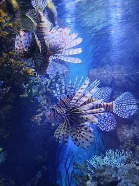 Malta National Aquarium by null