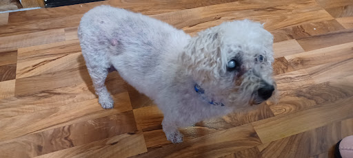 Pet Store «PetSmart», reviews and photos, 123 Grey St, East Aurora, NY 14052, USA